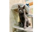 Adopt Cassie a Gray or Blue Domestic Shorthair / Domestic Shorthair / Mixed cat