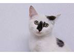 Adopt Zilly a White Domestic Shorthair / Domestic Shorthair / Mixed cat in