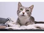 Adopt Ziva a Gray or Blue Domestic Shorthair / Domestic Shorthair / Mixed cat in