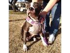 Adopt Samantha AKA Izzy DC a Black American Staffordshire Terrier / Mixed Breed