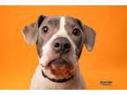 Adopt Frankie a White American Pit Bull Terrier / Basset Hound / Mixed dog in