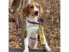 Adopt Doc a White - with Tan, Yellow or Fawn Coonhound / Mixed dog in Arlington