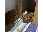 Adopt Coco a Guinea Pig small animal in Quakertown, PA (38830199)