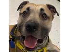 Adopt Milos a Tan/Yellow/Fawn American Pit Bull Terrier / Bullmastiff / Mixed