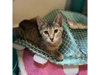 Adopt Fiona a Brown or Chocolate Domestic Shorthair / Mixed cat in Arden