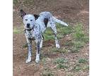 Adopt Ava a Brindle Cattle Dog / Mixed dog in Lynchburg, VA (38852832)