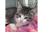 Adopt Cedella a All Black Domestic Shorthair / Mixed cat in Lynchburg