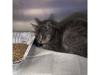 Adopt Tyrin a Gray or Blue Domestic Shorthair / Mixed cat in Greensboro