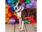 Adopt Kabob a Brown/Chocolate Mixed Breed (Medium) / Mixed dog in Philadelphia