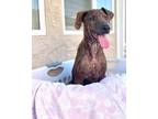 Adopt Frida a Brindle Pit Bull Terrier / Great Dane / Mixed dog in Los Angeles
