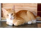 Adopt Ron 072023 a Orange or Red Domestic Shorthair / Domestic Shorthair / Mixed