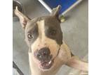 Adopt Denny a Gray/Silver/Salt & Pepper - with Black Pit Bull Terrier / Mixed