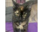 Adopt Busy a All Black Domestic Shorthair / Mixed cat in Clarksdale