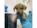 Adopt Sauce_2 a Tan/Yellow/Fawn German Shepherd Dog / Mixed dog in Edinburg