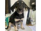 Adopt Sauce a Black German Shepherd Dog / Mixed dog in Edinburg, TX (38852585)
