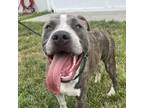 Adopt Cecil a Brindle Pit Bull Terrier / Pit Bull Terrier / Mixed dog in