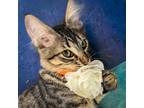 Adopt Finch a Gray, Blue or Silver Tabby Domestic Mediumhair (medium coat) cat