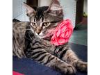 Adopt Flower a Gray, Blue or Silver Tabby Domestic Mediumhair (medium coat) cat
