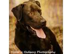 Adopt Jake a Black Labrador Retriever / Great Dane / Mixed dog in Ottawa