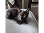 Adopt Mary a All Black Domestic Shorthair / Mixed cat in Memphis, TN (38852432)