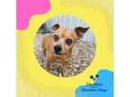 Adopt Mikey a Mixed Breed (Small) / Mixed dog in Cumberland, RI (38852425)