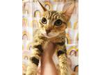 Adopt Chickadee a Orange or Red (Mostly) Domestic Shorthair (short coat) cat in