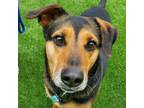 Adopt Daisy Duke a Tan/Yellow/Fawn German Shepherd Dog / Mixed dog in