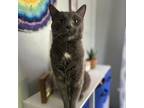 Adopt Regal a Gray or Blue Domestic Shorthair / Mixed cat in Saint Louis