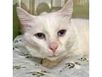 Adopt YIN YIN a White Domestic Shorthair / Mixed cat in Pt.