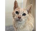 Adopt TAPATIO a Tan or Fawn Tabby Domestic Shorthair / Mixed cat in Pt.