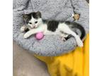 Adopt Yondu a White Domestic Shorthair / Mixed cat in DETROIT LAKES