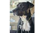 Adopt Disco a Black - with White Labrador Retriever / Mixed Breed (Medium) /