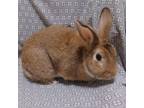 Adopt Tucker a American / Mixed rabbit in Evansville, IN (38852111)