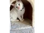 Adopt Sullivan a Cream or Ivory Siamese / Domestic Shorthair / Mixed cat in
