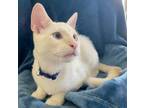 Adopt Slader a Orange or Red Siamese / Domestic Shorthair / Mixed cat in Santa
