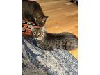 Adopt Yoda 3 a Gray, Blue or Silver Tabby Domestic Shorthair cat in New York