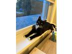 Adopt Jaime a Domestic Shorthair cat in New York, NY (38761051)