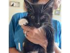 Adopt Butterfly a All Black Domestic Shorthair / Mixed cat in St.Jacob