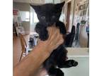 Adopt Dragonfly a All Black Domestic Shorthair / Mixed cat in St.Jacob