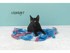 Adopt Moonlight a All Black Domestic Shorthair / Domestic Shorthair / Mixed cat