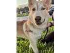 Adopt Griffin a White - with Tan, Yellow or Fawn Husky / Mixed dog in