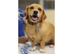 Adopt Chase a Red/Golden/Orange/Chestnut Beagle / Deerhound / Mixed dog in