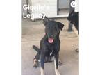 Adopt Baby a Black German Shepherd Dog / Husky / Mixed dog in Los Angeles