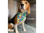 Adopt Cheddar a Tricolor (Tan/Brown & Black & White) Beagle / Mixed dog in