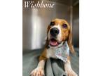 Adopt Wishbone a Tricolor (Tan/Brown & Black & White) Beagle / Mixed dog in