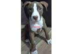 Adopt Rachel a Brown/Chocolate - with White American Staffordshire Terrier /
