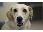 Adopt Eddie a Tan/Yellow/Fawn Labrador Retriever / Collie / Mixed dog in