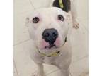 Adopt Esme a White - with Tan, Yellow or Fawn American Pit Bull Terrier / Mixed
