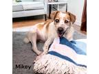 Adopt Mikey a Brown/Chocolate Hound (Unknown Type) / Mixed dog in Cumberland