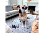 Adopt Myla a Brown/Chocolate Great Dane / Mixed dog in Cumberland, MD (38850535)